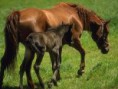 /album/photos-de-chevaux-poneys-anes-/jument-et-son-poulain-jpg/